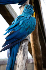 Blue and yellow macaw ara
