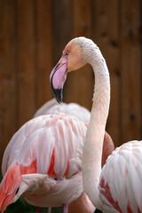 Close up of a beautiful pink flamingo