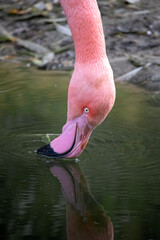 Close up of a beautiful pink flamingo