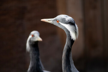 Close up of a crowned crane