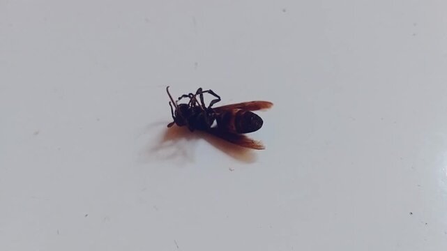 Close-up of a dying hornet lying on the floor, showing its wings and striped body in detail