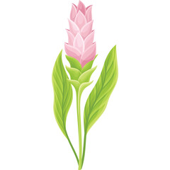 Pink Siam Tulip Flower With Green Leaves On Transparent Background Detailed Illustration