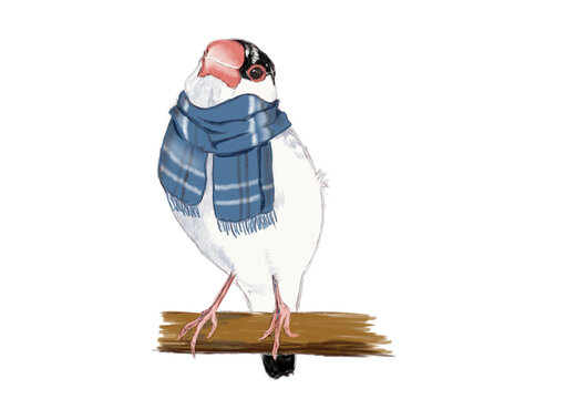 さくら文鳥」の写真素材 | 96件の無料イラスト画像 | Adobe Stock