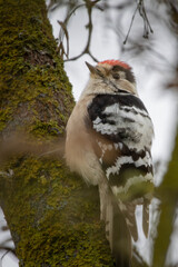 Downy Woodpecker small male