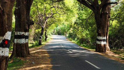 Obraz premium Serene forest road and natural canopy and sunlight filtering through leaves