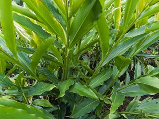 Close-up of tall, lush green leaves of Java Cardamom (Wurfbainia compacta) with strong vertical lines and texture, ideal for herbal or spice concepts.