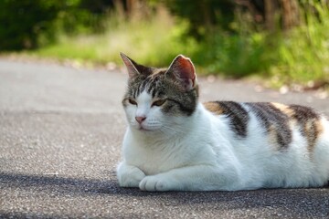 居眠りする三毛猫