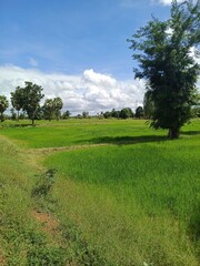 Obraz premium landscape with green grass and blue sky