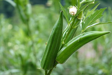 実ったオクラ