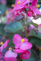 ピンクのベゴニア