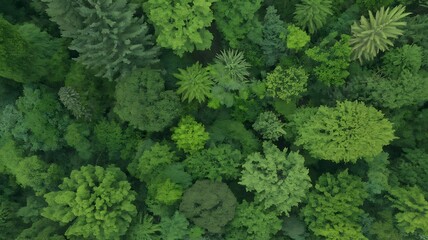 Aerial view of a dense, vibrant green forest canopy 