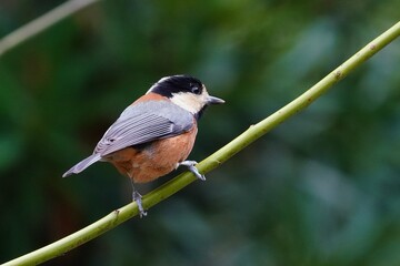 枝に止まるヤマガラ