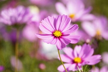 小春日和に咲くピンク色のコスモス