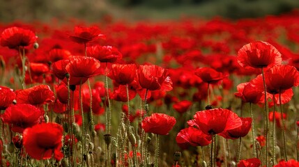 Obraz premium Close up of vibrant red poppies blooming in a vast field under soft natural light