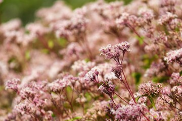 秋のアサキバカマの花