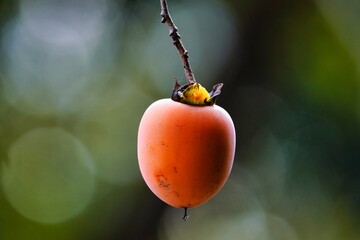 木に生る柿の実ひとつ
