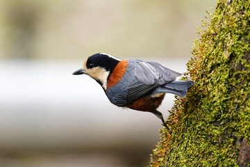木の幹に留まるヤマガラ