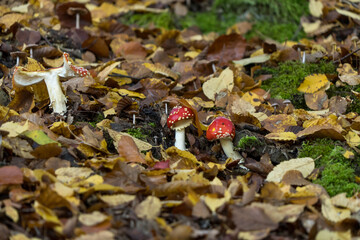 Two fly agarics, red with white dots in the forrest