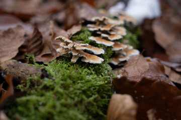 Close up of group of mushrooms Plicaturopsis crispa (crimped gill or crispling) on branch in forest