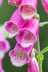 Flowering pink foxglove is a tall herbaceous plant. © Ludmila
