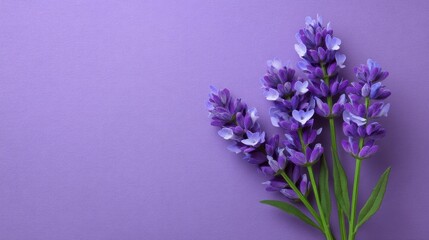 Obraz premium Beautiful lavender flowers arranged on a soft purple background, showcasing vibrant colors and delicate petal details in a fresh and serene aesthetic.