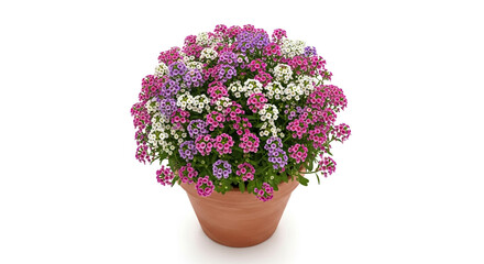 Buy alyssum flowers online: colorful sweet alyssum in pot for sale now
