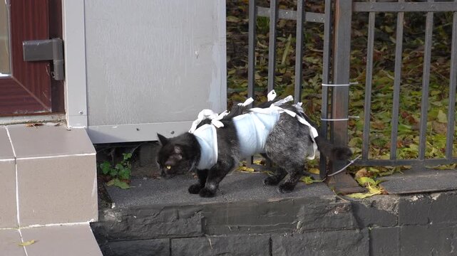 A cat in a bandage after surgery. The cat is bandaged after surgery.