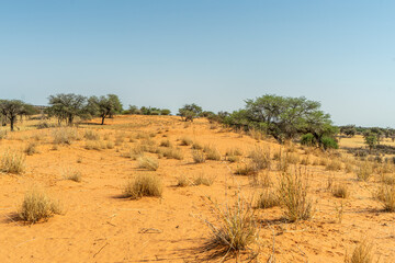 African Savannah Landscape with Acacia Trees