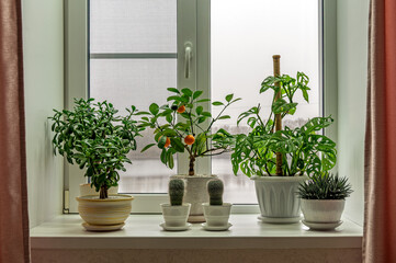 A home collection of houseplants on a windowsill against the backdrop of a river and forest in cloudy autumn weather.