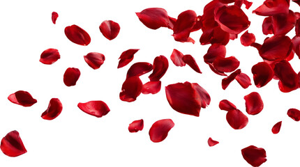 Red rose petal romantic falling isolated background love celebration soft natural