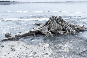 oniryczne splątane gałęzie drzew i korzenie w dziwnym lesie