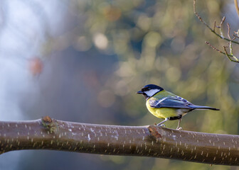bogatka (Parus major) na gałęzi © Henryk Niestrój