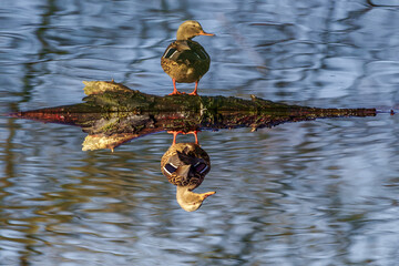kaczka krzyżówka stoi na kłodzie drzewa pływającej po wodzie