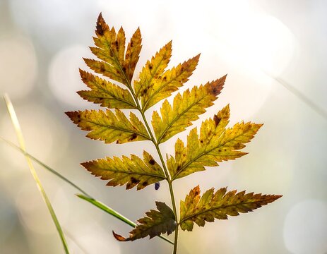 Close-up of autumnal fern with gold & brown tips against blurry, sunlit background - Powered by Adobe