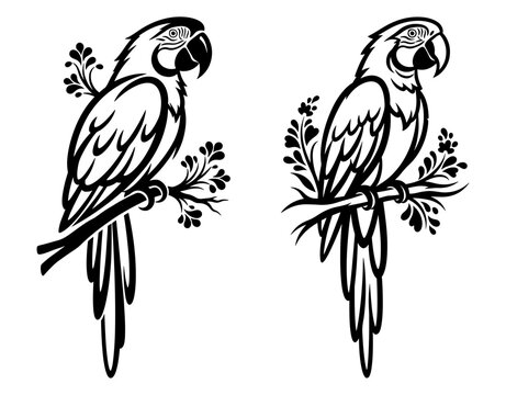Two parrots perched on branches, a detailed black and white vector illustration