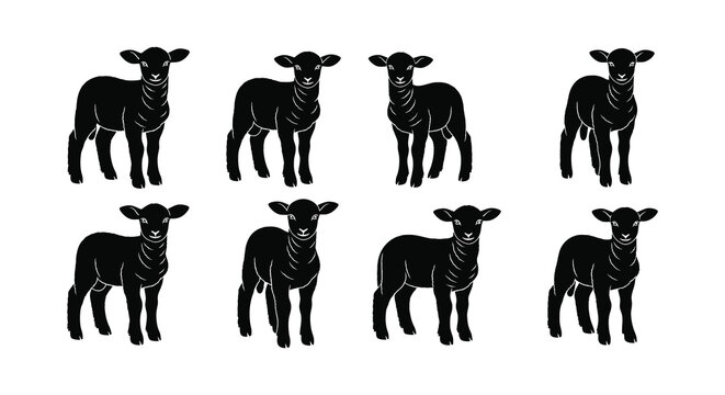 Eight black sheep standing in two rows looking forward