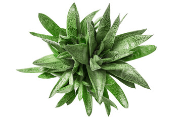 Haworthia plant isolated