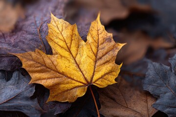 A single, golden-yellow maple leaf rests amid a bed of muted autumnal leaves
