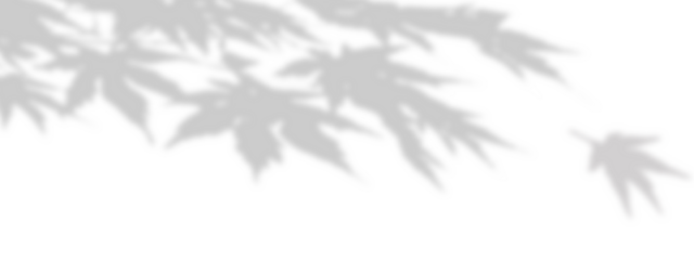 gray shadow with a branch and blurred maple leaves on a transparent background