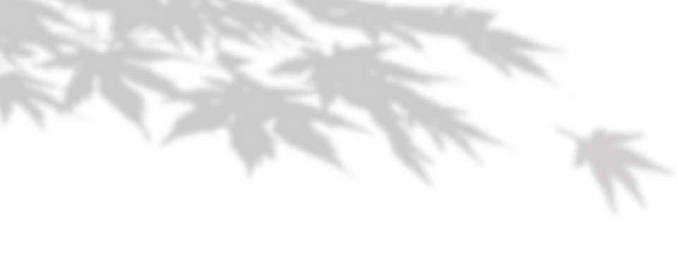 gray shadow with a branch and blurred maple leaves on a transparent background