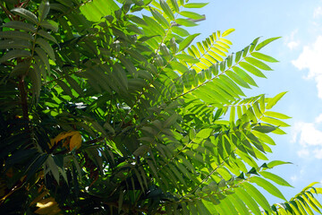 Obraz premium juice leaves of the tree