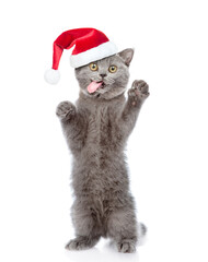 Surprised cat with tongue out wearing red christmas hat standing on hind legs and looking at camera. isolated on white background
