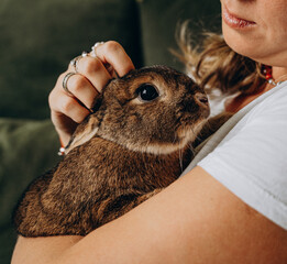 A girl holds a brown rabbit in her arms and scratches his