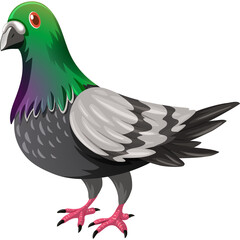 A detailed illustration of a common pigeon bird with iridescent green and purple neck feathers standing alert with pink feet on a transparent background