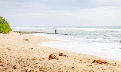 Sleeping dogs on tropical sandy beach with ocean waves and fisherman in background in Sri Lanka