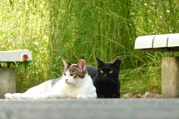 仲良しの猫たち