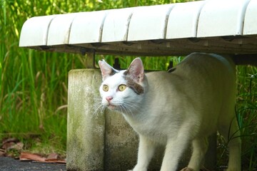 ベンチの下から現れた白キジ猫