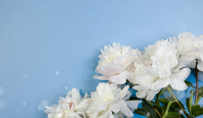 calm botanical display featuring luminous effects and soothing tones, tranquil floral arrangement showcasing pristine peonies contrasted with gentle luminous effects suitable for wellness