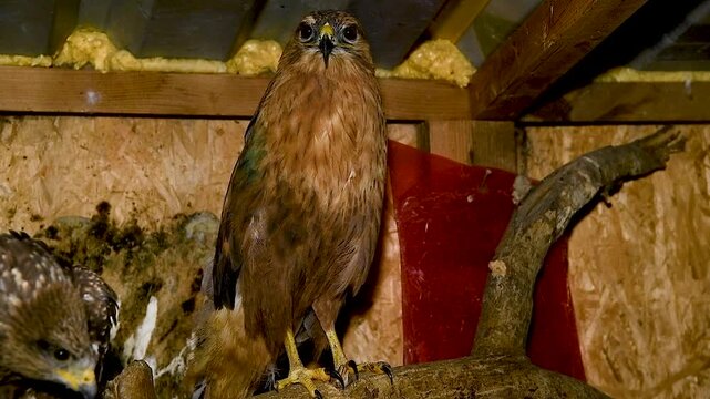 Portrait of a hawk sitting in an aviary