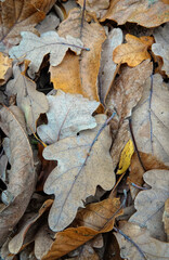 A beautiful array of fallen oak leaves blanketing the forest floor, showcasing autumn's seasonal palette of browns and muted tans.